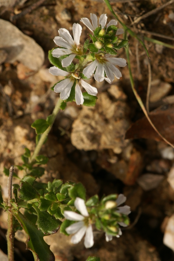 Scaevola albida